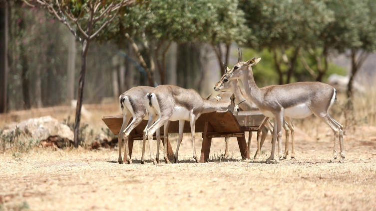 Fotoğraf: TRT Haber